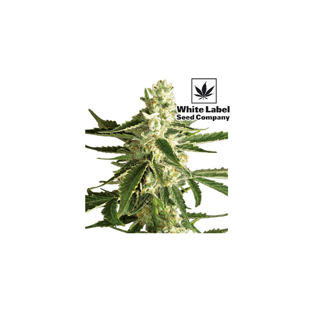 White Diesel Haze Automatizované (3 semienka) White Label