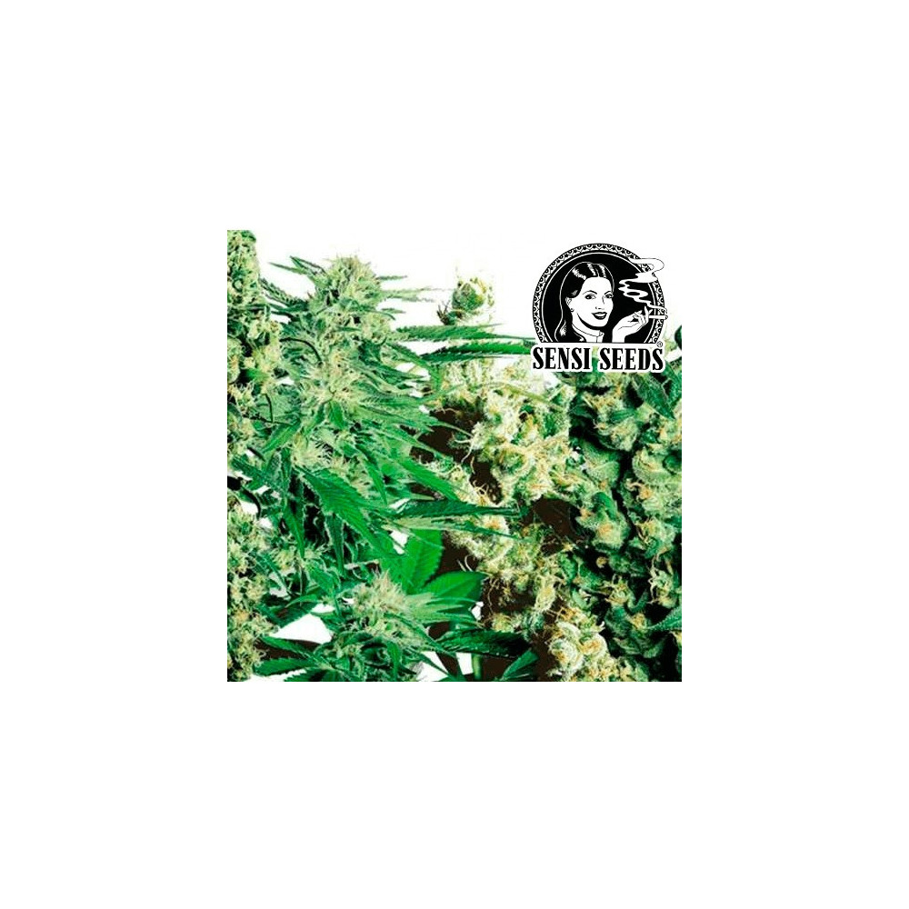 Feminized MIX (20 semínek)