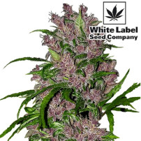 PURPLE BUD AUTOMATIC (3 semienka) White Label