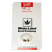 White Widow Automatic (3 semínka)