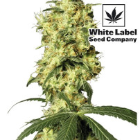 White Widow Automatic (3 semienka)