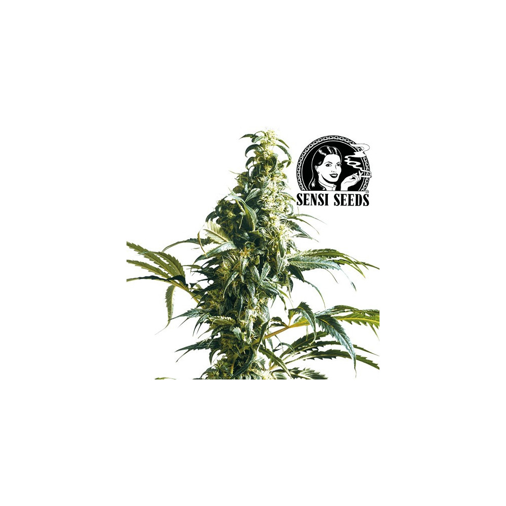Mexican Sativa Feminizované (3 semiená)