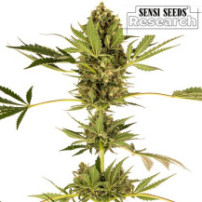 Hindu Kush CBD / Sensi No.49 CBD Feminizované (3 semínka)