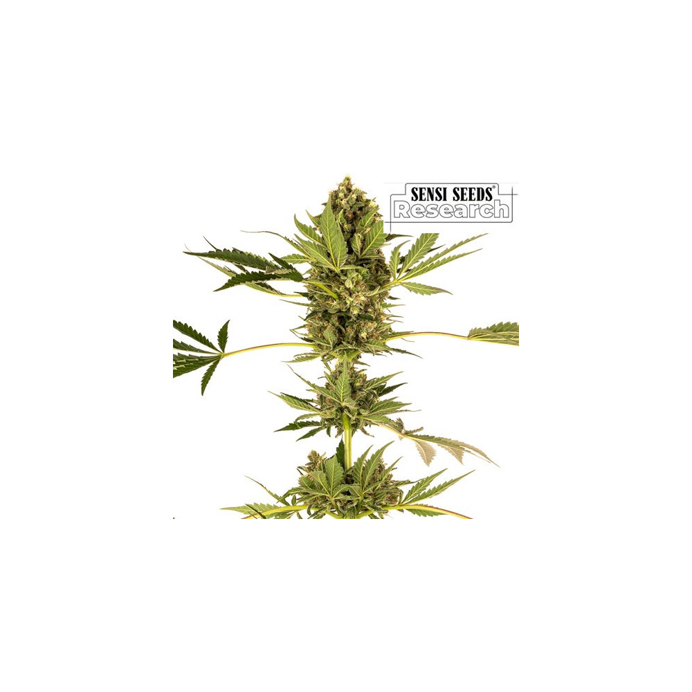 Hindu Kush CBD / Sensi No.49 CBD Feminizované (3 semínka)