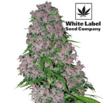Purple Bud Feminised (5 semienok)