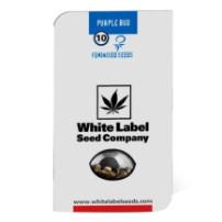 Purple Bud Feminised (5 semienok)