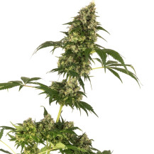Konopné semínko Cobalt Haze Sensi Seeds - KVĚT - Dárkový SET Sensi Seeds se semínkem 2021