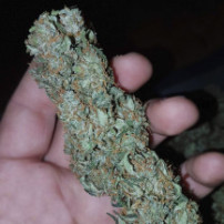 Medicínská marihuana - kobliha / květ - CBD 20:1 (3 semena) Auto - Semena marihuany Fast Buds