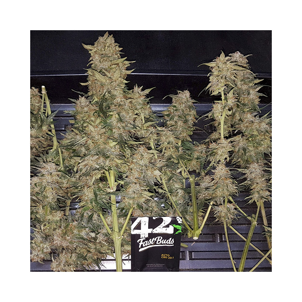 Medicínská marihuana hole - CBD 20:1 (3 semena) Auto - Semena marihuany Fast Buds