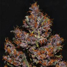 kobliha / květ marihuany Crystal Meth (3 semena) Auto - Semena marihuany Fast Buds