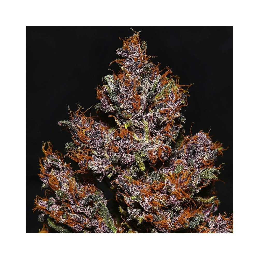 kobliha / květ marihuany Crystal Meth (3 semena) Auto - Semena marihuany Fast Buds