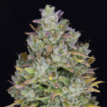 kobliha / květ detail - Gelato Auto (3 semena) Auto - Semena marihuany Fast Buds