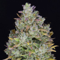 kobliha / květ detail - Gelato Auto (3 semena) Auto - Semena marihuany Fast Buds