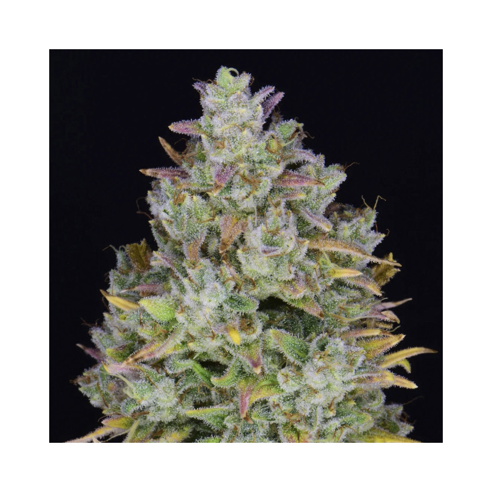 kobliha / květ detail - Gelato Auto (3 semena) Auto - Semena marihuany Fast Buds