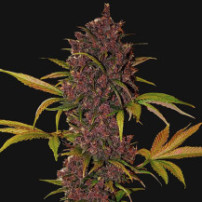 květ (šiška) - LSD-25 (3 semena) Auto - Semena marihuany Fast Buds