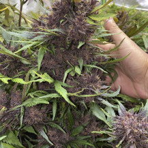 fialové koblihy / květiny - detail - LSD-25 (3 semena) Auto - Semena marihuany Fast Buds
