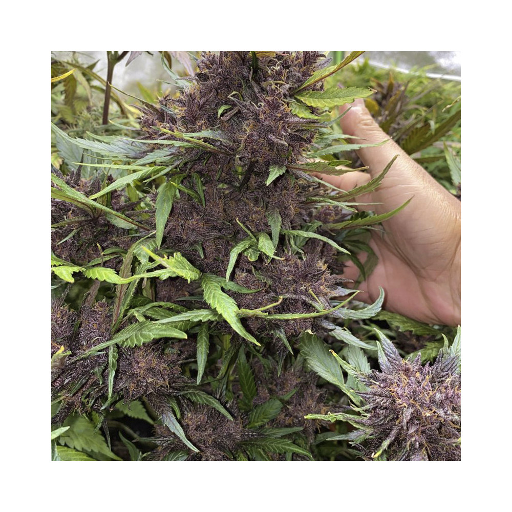 fialové koblihy / květiny - detail - LSD-25 (3 semena) Auto - Semena marihuany Fast Buds