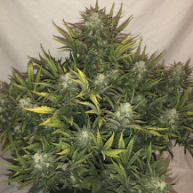 rostlina marihuany - indoor - Gorilla Glue (3 semena) Auto - Semena marihuany Fast Buds