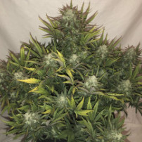 rostlina marihuany - indoor - Gorilla Glue (3 semena) Auto - Semena marihuany Fast Buds