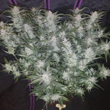 rostlina marihuany Mexican Airlines Automatic (3 semínka) - Konopná semena Fast Buds