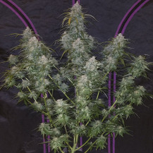 rostlina marihuany Pineapple Express (3 semena) Auto - Semena marihuany Fast Buds