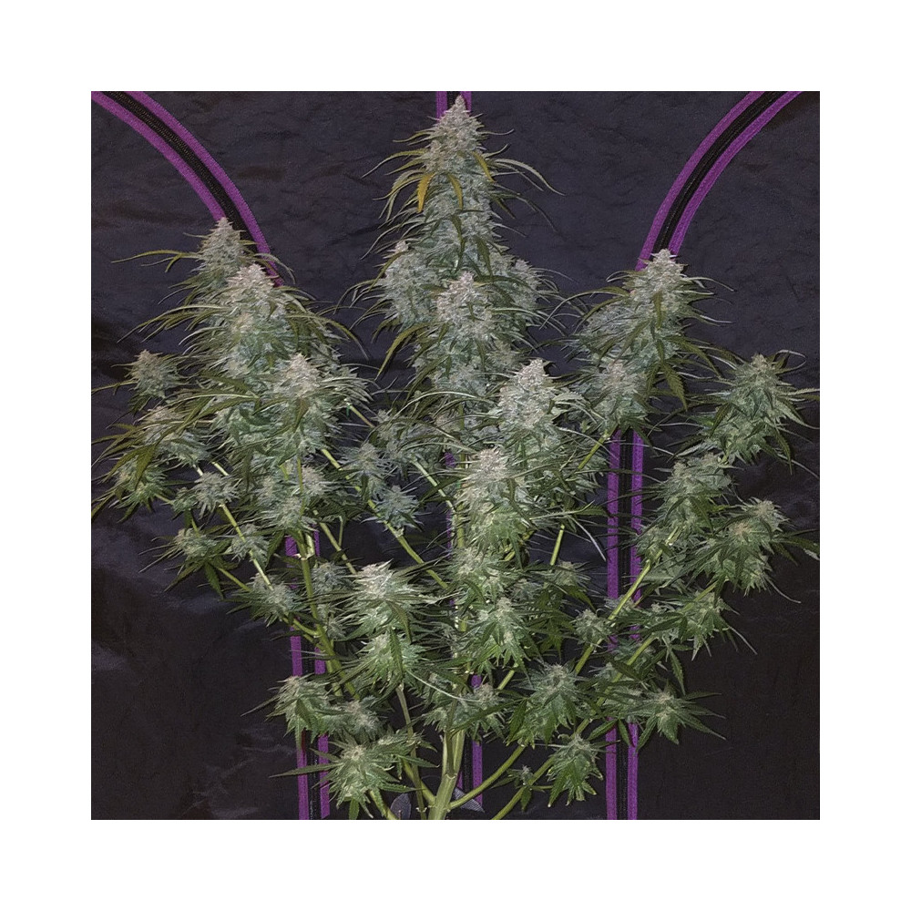 rostlina marihuany Pineapple Express (3 semena) Auto - Semena marihuany Fast Buds