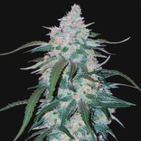 květ (kobliha) Pineapple Express (3 semena) Auto - Semena marihuany Fast Buds