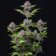 celá rostlina marihuany pěstovaná uvnitř - odrůda Purple Punch (3 semena) Auto - Semena marihuany Fast Buds