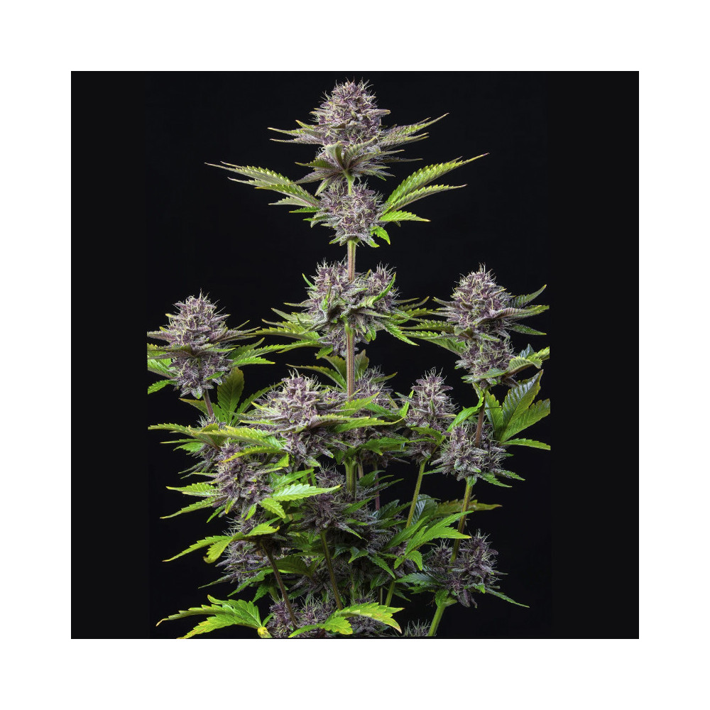 celá rostlina marihuany pěstovaná uvnitř - odrůda Purple Punch (3 semena) Auto - Semena marihuany Fast Buds