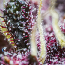 růžovo fialové blizny a trichomy marihuany Purple Punch - balení po tři semínka - fast buds
