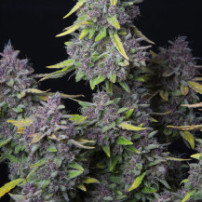 fialové koblihy odrůdy Purple Punch - (balení po 3 semena) Automat - Semena marihuany Fast Buds