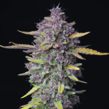 "fialová tráva" - automaticky kvetoucí odrůda marihuany Purple Punch (3 semena) Auto - Semena marihuany Fast Buds