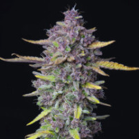"fialová tráva" - automaticky kvetoucí odrůda marihuany Purple Punch (3 semena) Auto - Semena marihuany Fast Buds