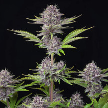 celá hůl / větev konopí - odrůda rychlé marihuany Purple Punch (3 semena) Automat - Semena marihuany Fast Buds