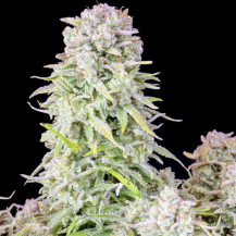Original Auto Afghan Kush (3 semena) - Semena marihuany Fast Buds - marihuanová kobliha