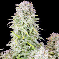 Original Auto Afghan Kush (3 semena) - Semena marihuany Fast Buds - marihuanová kobliha