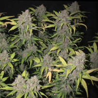 mnoho koblih marihuany - odrůda Original Auto Bubble Gum (3 semena) - Semena marihuany Fast Buds