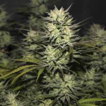 kobliha marihuany - odrůda Original Auto Northern Lights (3 semena) - Semena marihuany Fast Buds