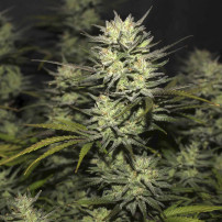 kobliha marihuany - odrůda Original Auto Northern Lights (3 semena) - Semena marihuany Fast Buds