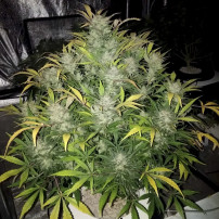 rostlina marihuany odrůdy Original Auto White Widow