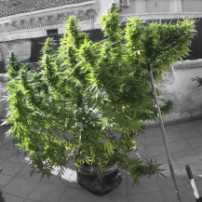 rostlina marihuany - outdoor - Gorilla Glue (3 semena) Auto - Semena marihuany Fast Buds