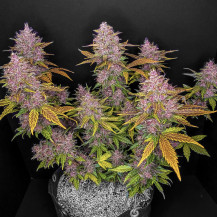 celá rostlina marihuany a fialové koblihy / květiny - detail - LSD-25 (3 semena) Auto - Semena marihuany Fast Buds