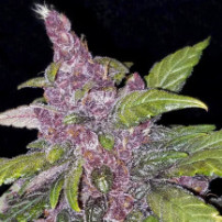 fialový květ (kobliha) - LSD-25 (3 semena) Auto - Semena marihuany Fast Buds