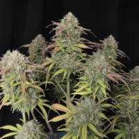 Original Auto Jack Herer (3 semena) - Semena marihuany Fast Buds