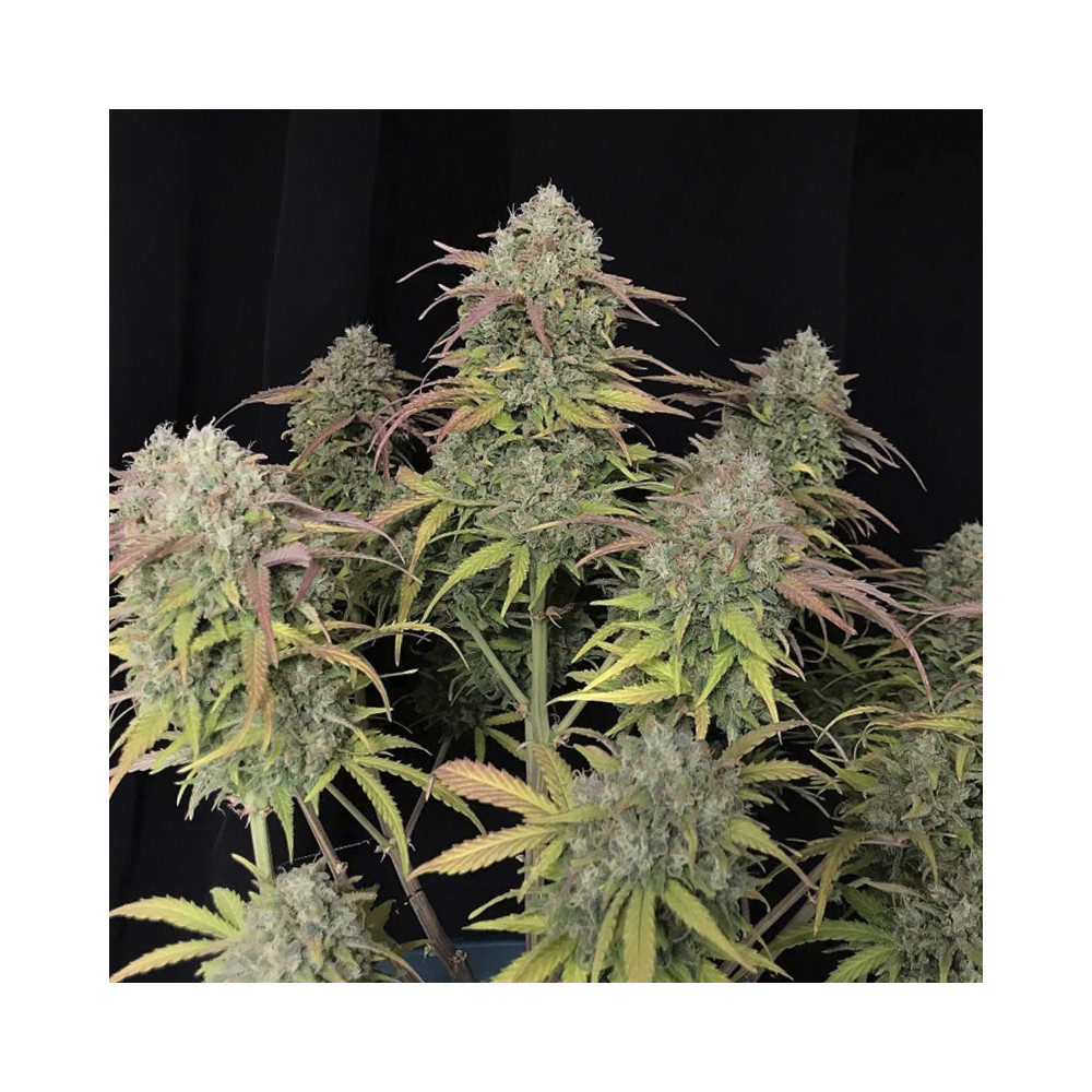 Original Auto Jack Herer (3 semena) - Semena marihuany Fast Buds