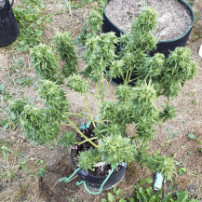 Original Auto Jack Herer (3 semena) - Semena marihuany Fast Buds - pěstování venku