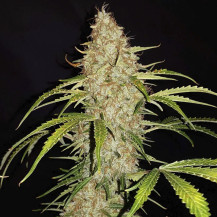 Original Auto Jack Herer (3 semena) - Semena marihuany Fast Buds - detail na květ marihuany