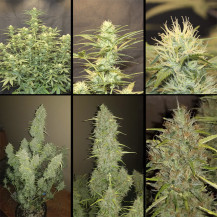 Original Auto Jack Herer (3 semena) - Semena marihuany Fast Buds - mladé a dospělé květiny marihuany Jack Herer