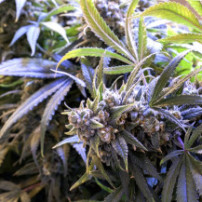 Original Auto Jack Herer (3 semena) - Semena marihuany Fast Buds - krásná kobliha marihuany Jack Herer ve fialové barvě