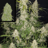 Original Auto Jack Herer (3 semena) - Semena marihuany Fast Buds - pěstování uvnitř